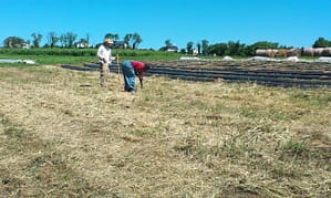 Planting into the Vetch Planting into the Vetch