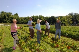 Photograph of our growers, staff, and volunteers harvesting chard in June 2006.